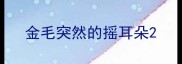 金毛突然的摇耳朵