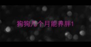 狗狗几个月能养胖