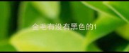 金毛有没有黑色的
