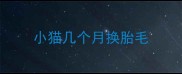 小猫几个月换胎毛