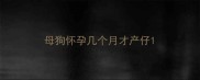 母狗怀孕几个月才产仔
