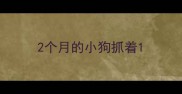 2个月的小狗抓着