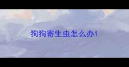 狗狗寄生虫怎么办
