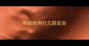 狗场的狗打几联疫苗