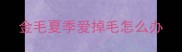 金毛夏季爱掉毛怎么办