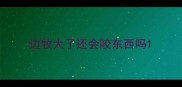 边牧大了还会咬东西吗