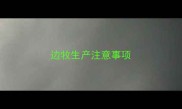 边牧生产注意事项