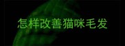 怎样改善猫咪毛发