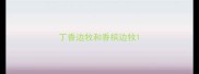 丁香边牧和香槟边牧