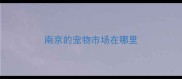 南京的宠物市场在哪里