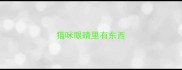 猫咪眼睛里有东西