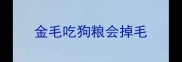 金毛吃狗粮会掉毛