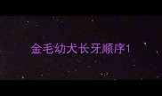金毛幼犬长牙顺序