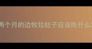 两个月的边牧拉肚子应该吃什么
