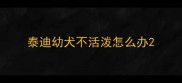 泰迪幼犬不活泼怎么办