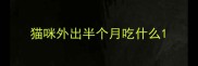 猫咪外出半个月吃什么