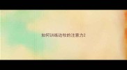 如何训练边牧的注意力