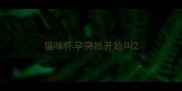 猫咪怀孕突然开始叫