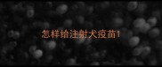 怎样给注射犬疫苗