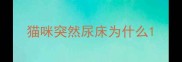 猫咪突然尿床为什么