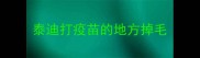 泰迪打疫苗的地方掉毛