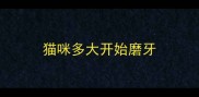 猫咪多大开始磨牙