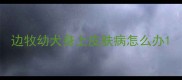 边牧幼犬身上皮肤病怎么办