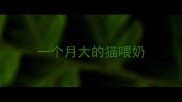 一个月大的猫喂奶