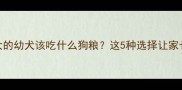 边牧四个月大的幼犬该吃什么狗粮这5种选择让家长不再迷茫