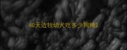 40天边牧幼犬吃多少狗粮