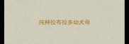 纯种拉布拉多幼犬母