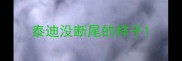 泰迪没断尾的样子