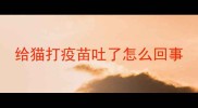 给猫打疫苗吐了怎么回事