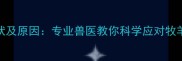 边牧犬感冒症状及原因专业兽医教你科学应对牧羊犬呼吸道疾病