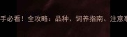 松鼠当宠物新手必看全攻略品种饲养指南注意事项及法律风险