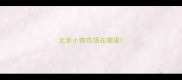 北京小狗市场在哪里
