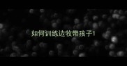 如何训练边牧带孩子