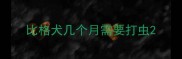 比格犬几个月需要打虫