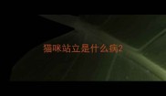 猫咪站立是什么病