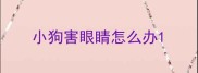 小狗害眼睛怎么办