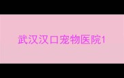 武汉汉口宠物医院