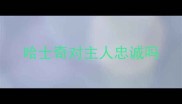 哈士奇对主人忠诚吗