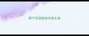 两个月边牧幼犬怎么养