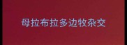 母拉布拉多边牧杂交