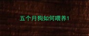 五个月狗如何喂养