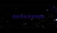 母拉布拉多好养吗