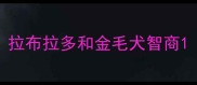 拉布拉多和金毛犬智商