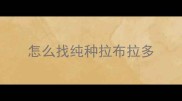 怎么找纯种拉布拉多