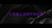 北京顺义宠物市场在哪