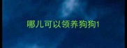 哪儿可以领养狗狗